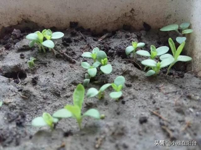 阳台养1盆石竹花撒下种子1周发芽耐热耐寒开花大半年