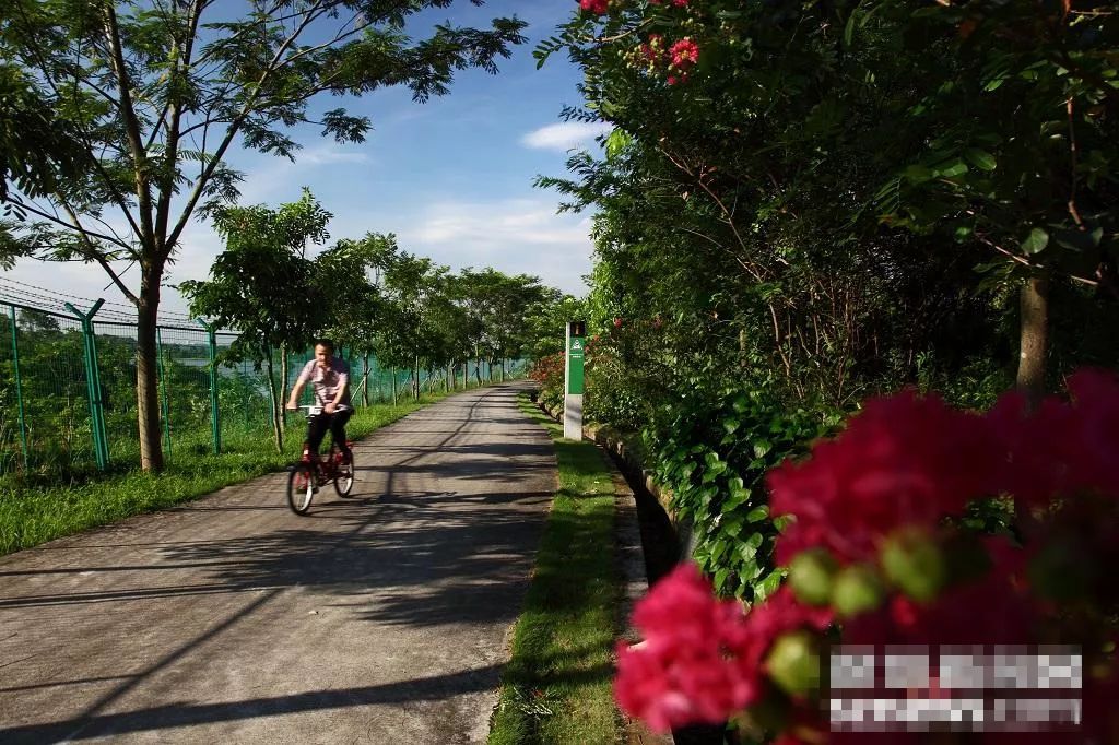 大深圳居然有这么多优美的绿道,赶紧带上家人去走走吧!