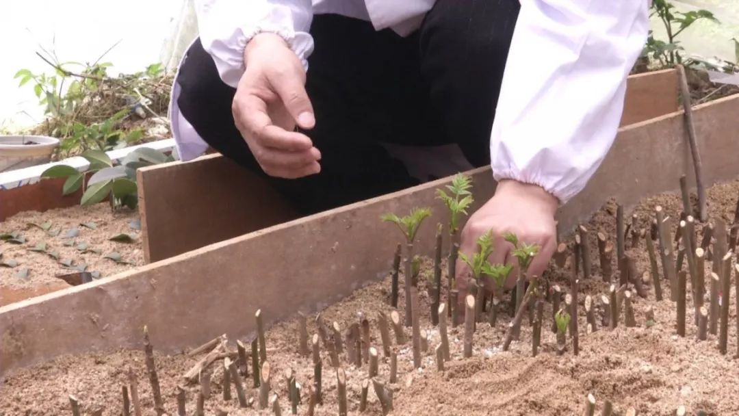 湖北师范大学生科院教授王友如说"加强上游的优质种子资源的发掘