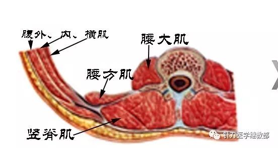 腰方肌功能解剖