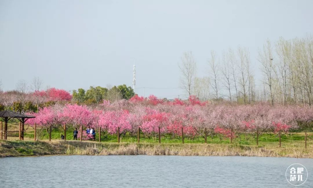 合肥附近桃花景点图片
