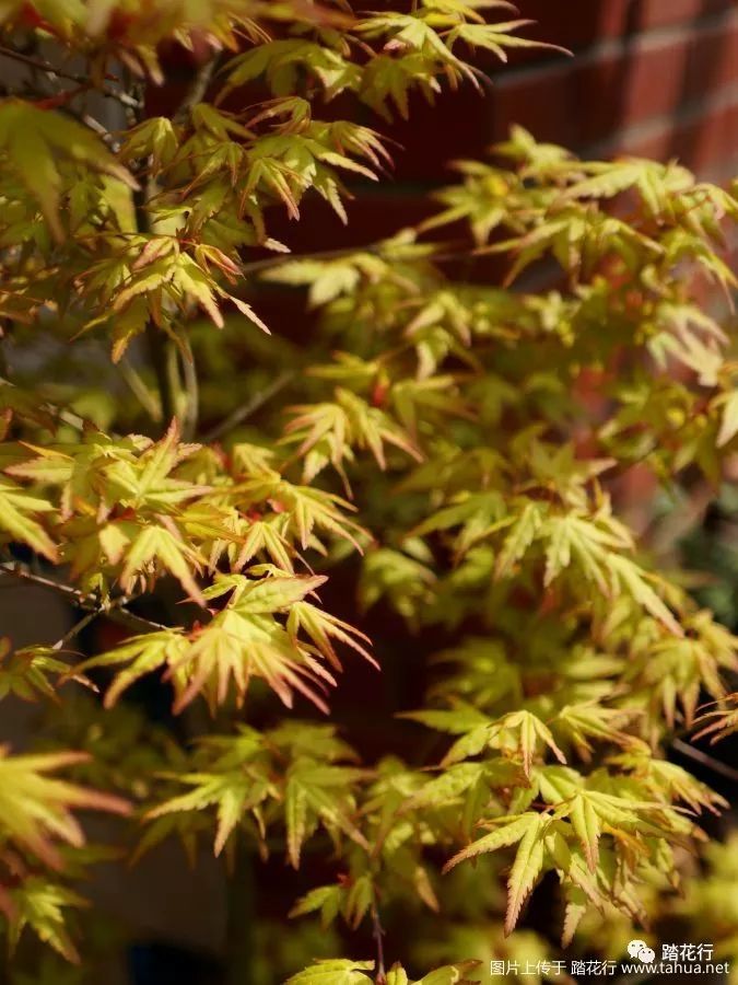 日本枫树袖锦四季变化图片