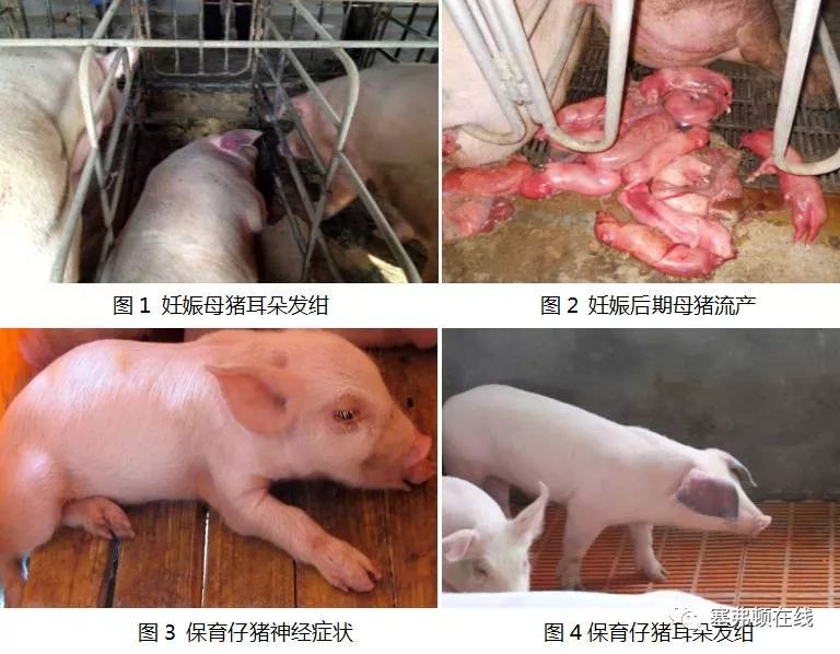 猪繁殖与呼吸综合征prrs)是由猪繁殖与呼吸综合征病毒,prrsv)引起猪