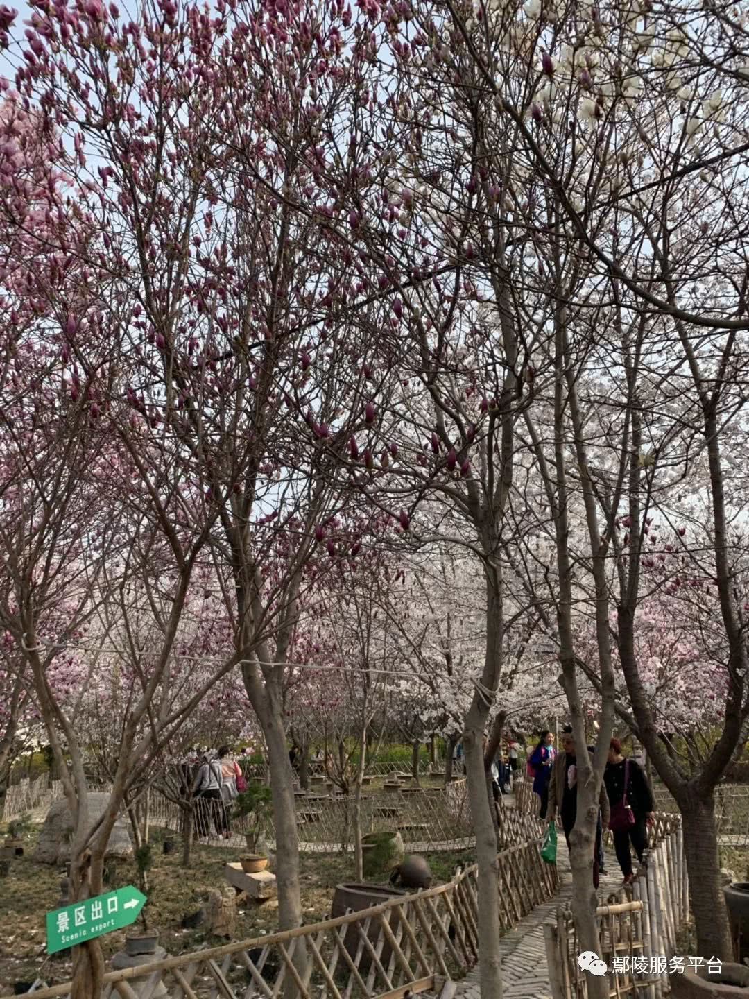 剛拍的唐韻櫻花園不用跑外地去賞櫻花了咱鄢陵都可以看