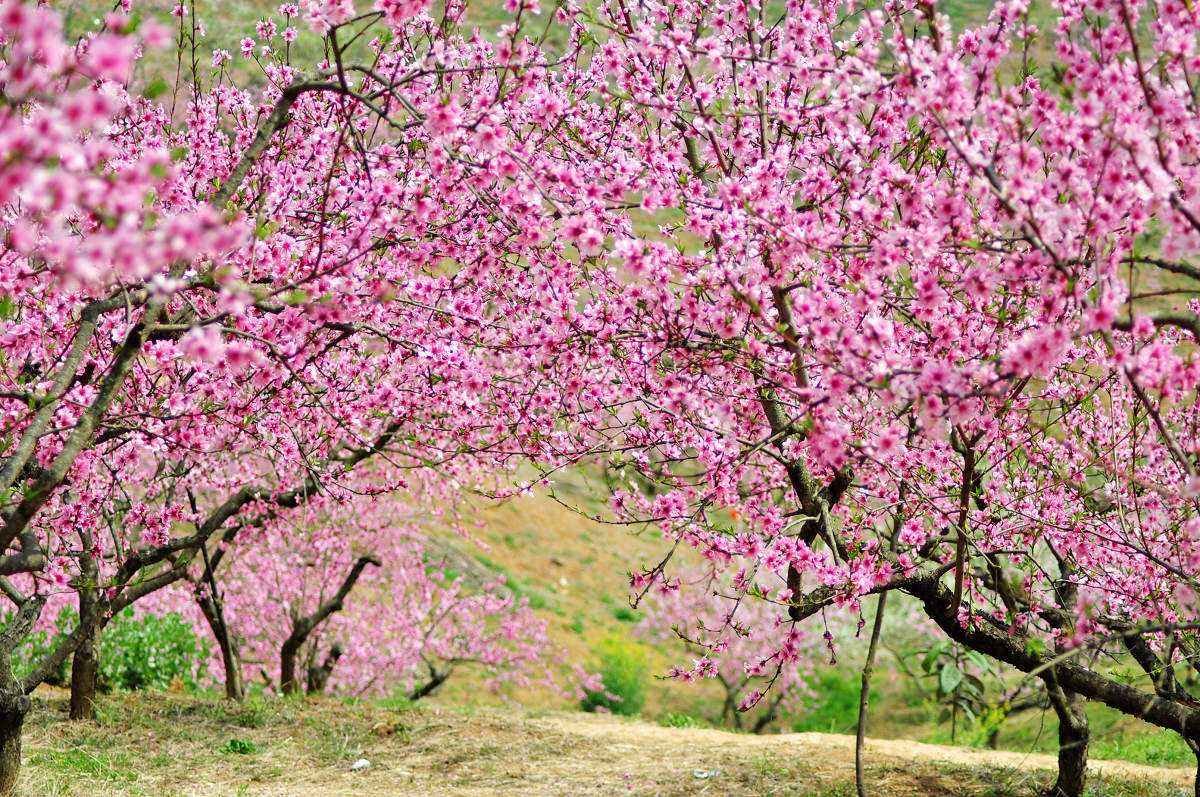 2019年成都龙泉驿区桃花开多久?龙泉桃花赏花攻略