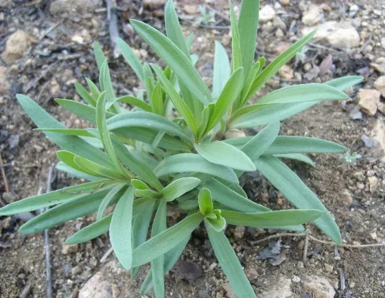 山马莲菜功效图片