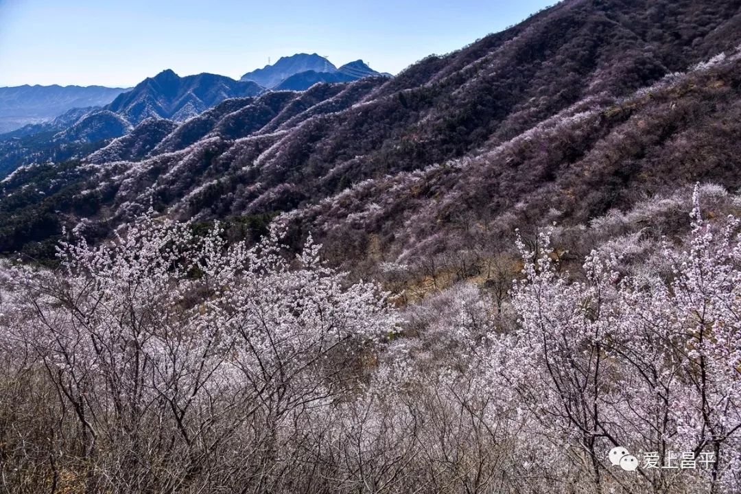 昌平延寿镇桃花一条沟图片