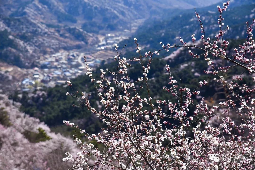 昌平延寿镇桃花一条沟图片