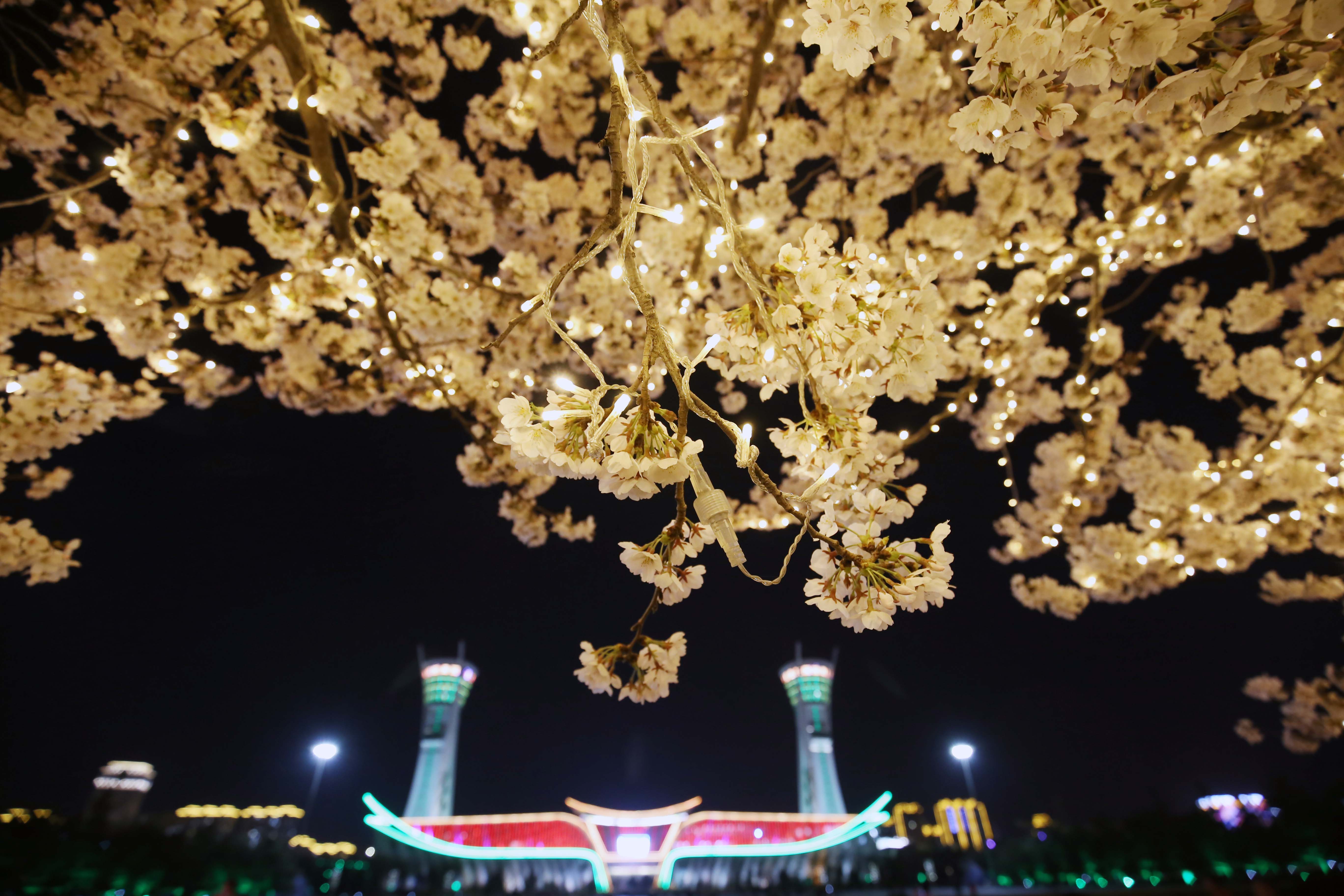 齐齐哈尔灯笼节樱花图片