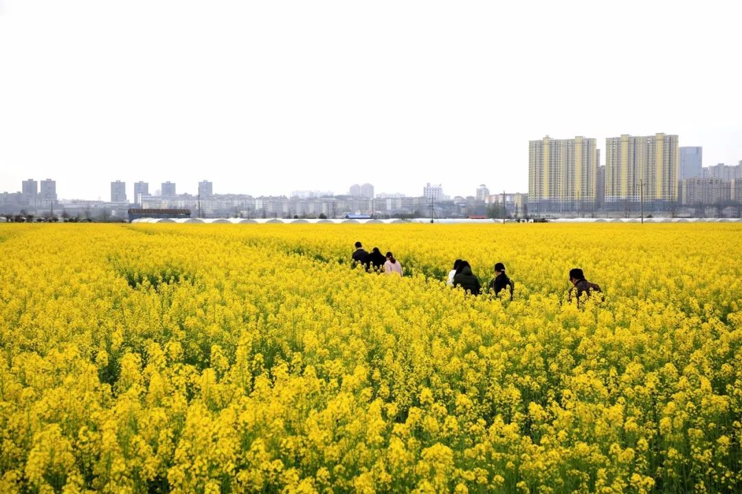 打卡勝地油菜花開今年春天與你在共青城市見最撩人的春天