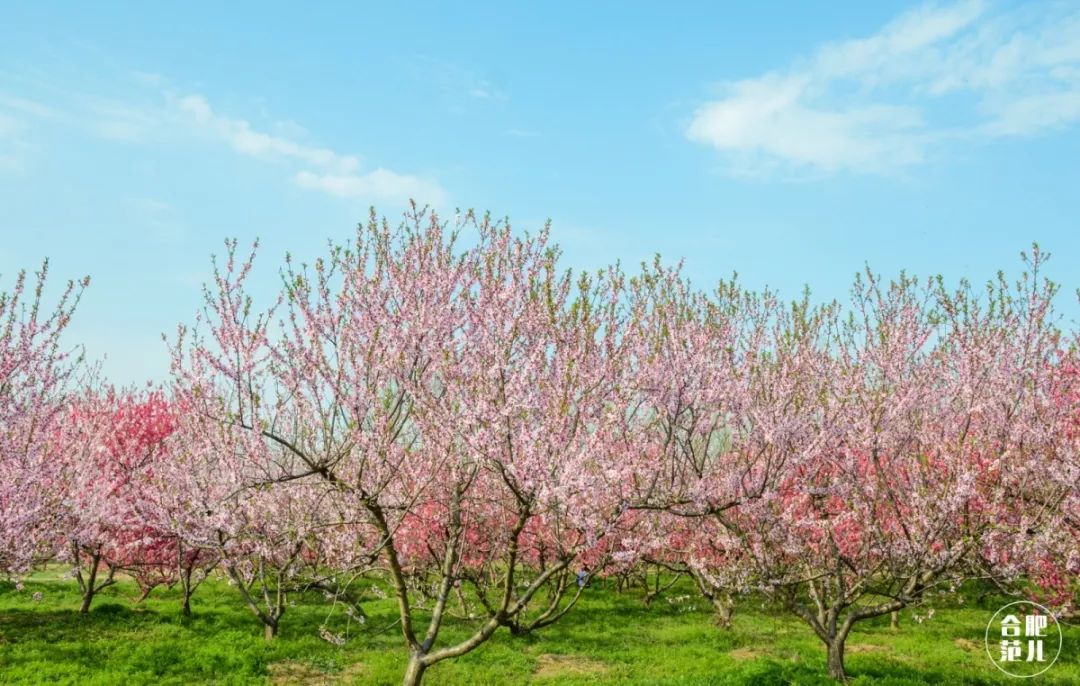 合肥附近桃花景点图片