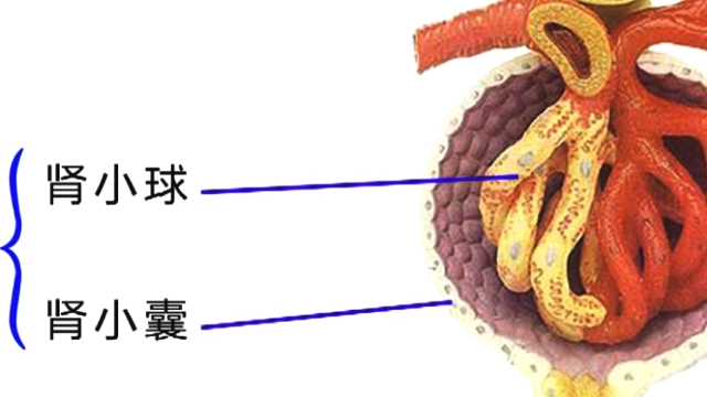 什么是肾小体有什么作用