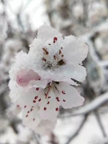 遼寧又下雪了各位鄉親們你家那裡怎麼樣了