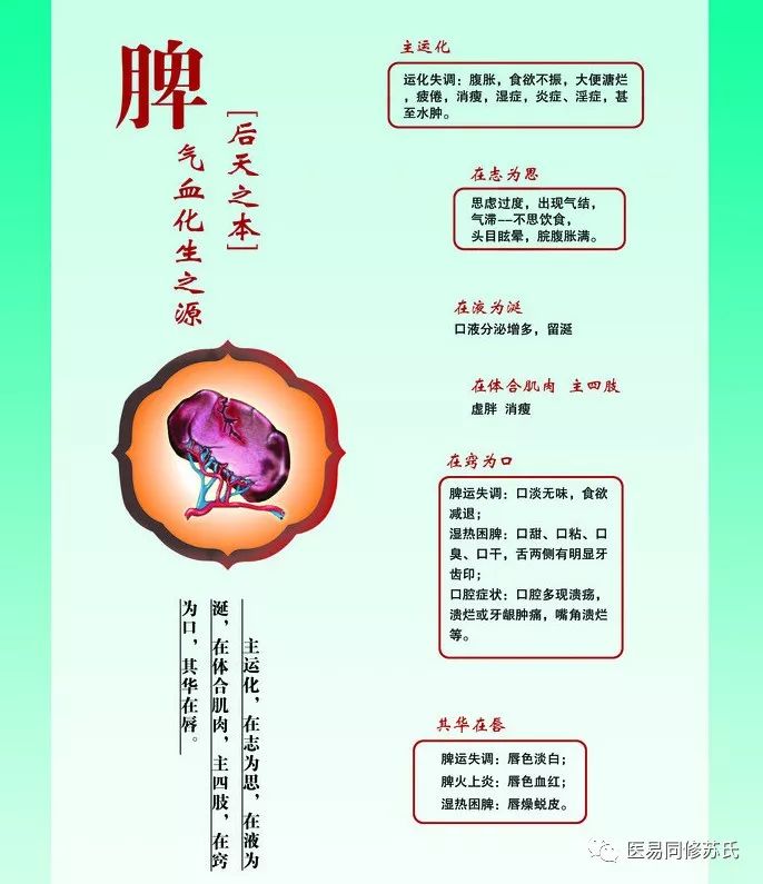 【系統學習健康管理】9,脾功能及其症狀表現