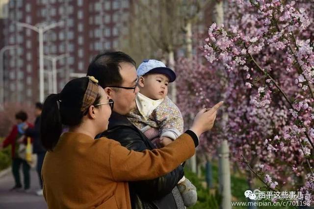 这个周末来西平看海棠吧海棠怒放美到炸裂