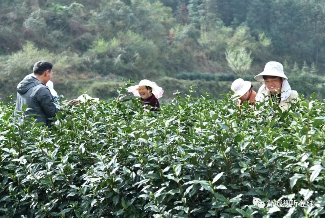 舒城:又聞家鄉蘭茶香!_蘭花茶