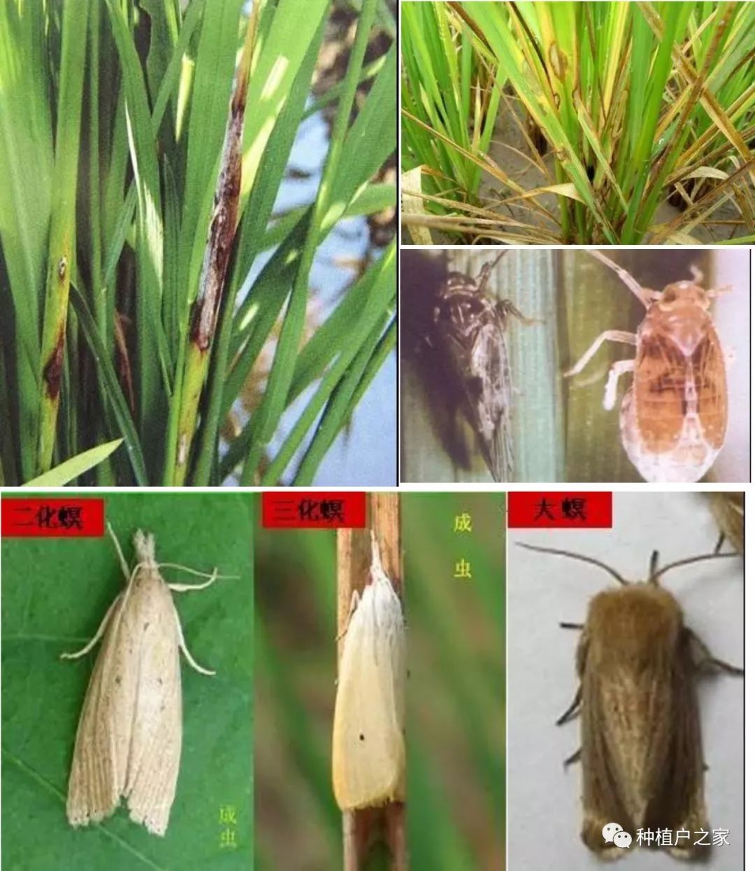 水稻病虫害主要有水稻螟虫(卷叶虫,钻心虫,稻飞虱和纹枯病,稻瘟病,一