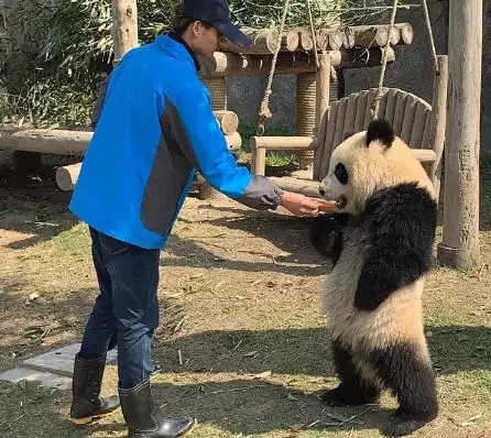 大熊猫站立叉腰图片图片