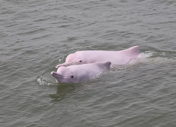 地球一小时中华白海豚的危机致命的幽灵渔网与挖砂的侵扰