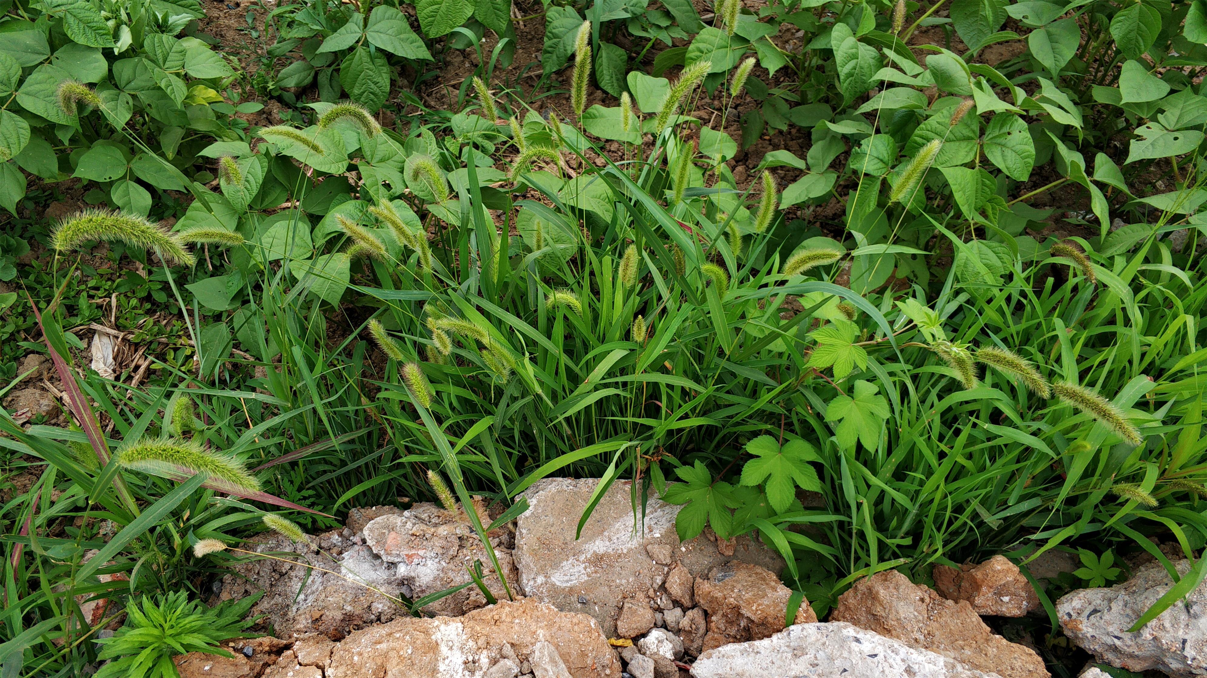 田边一种毛茸茸野草,过去农村娃当玩具,殊不知它价值高,还能吃