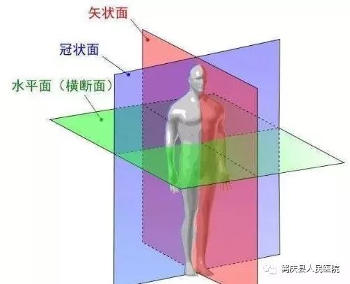 冠状面 (coronal plane):解剖学为了更好的研究人体,虚构出来的三个面