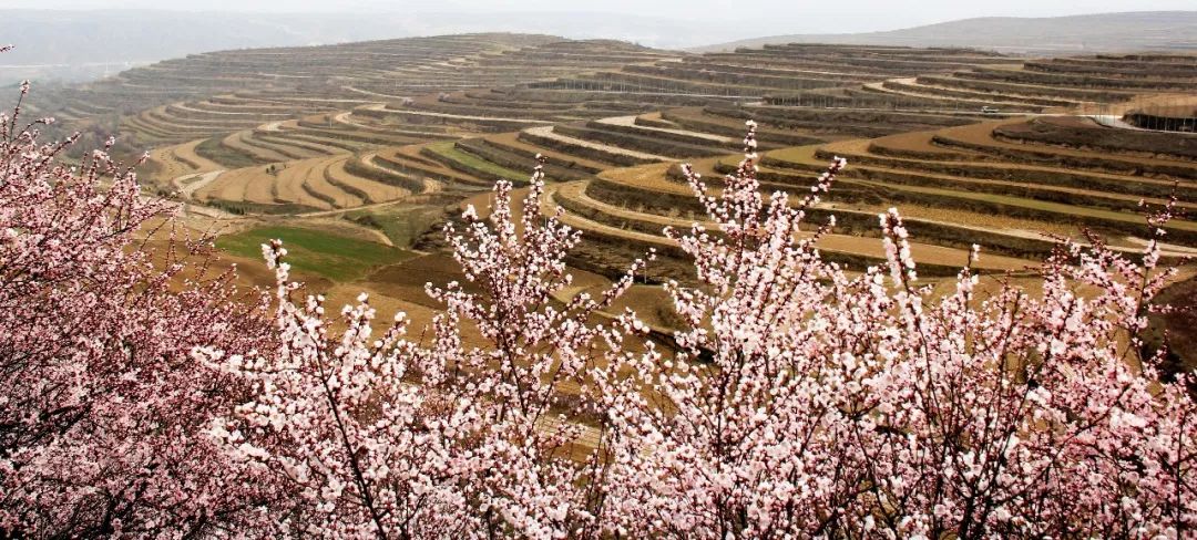 4月10日,第十五屆寧夏六盤山山花節將在彭陽隆重啟幕!