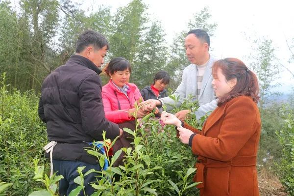 金寨叶茂图片