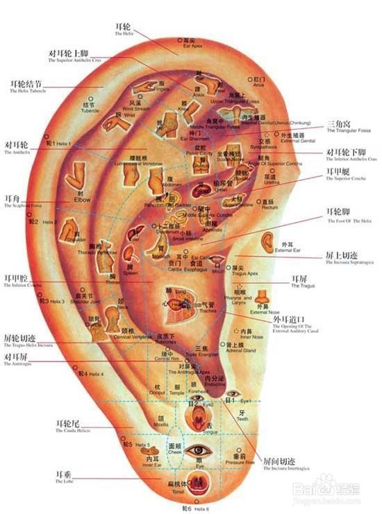 調理肥胖—特色傳統療法【項目篇下】