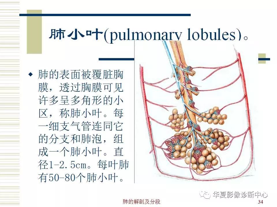 肺小叶 结构图图片