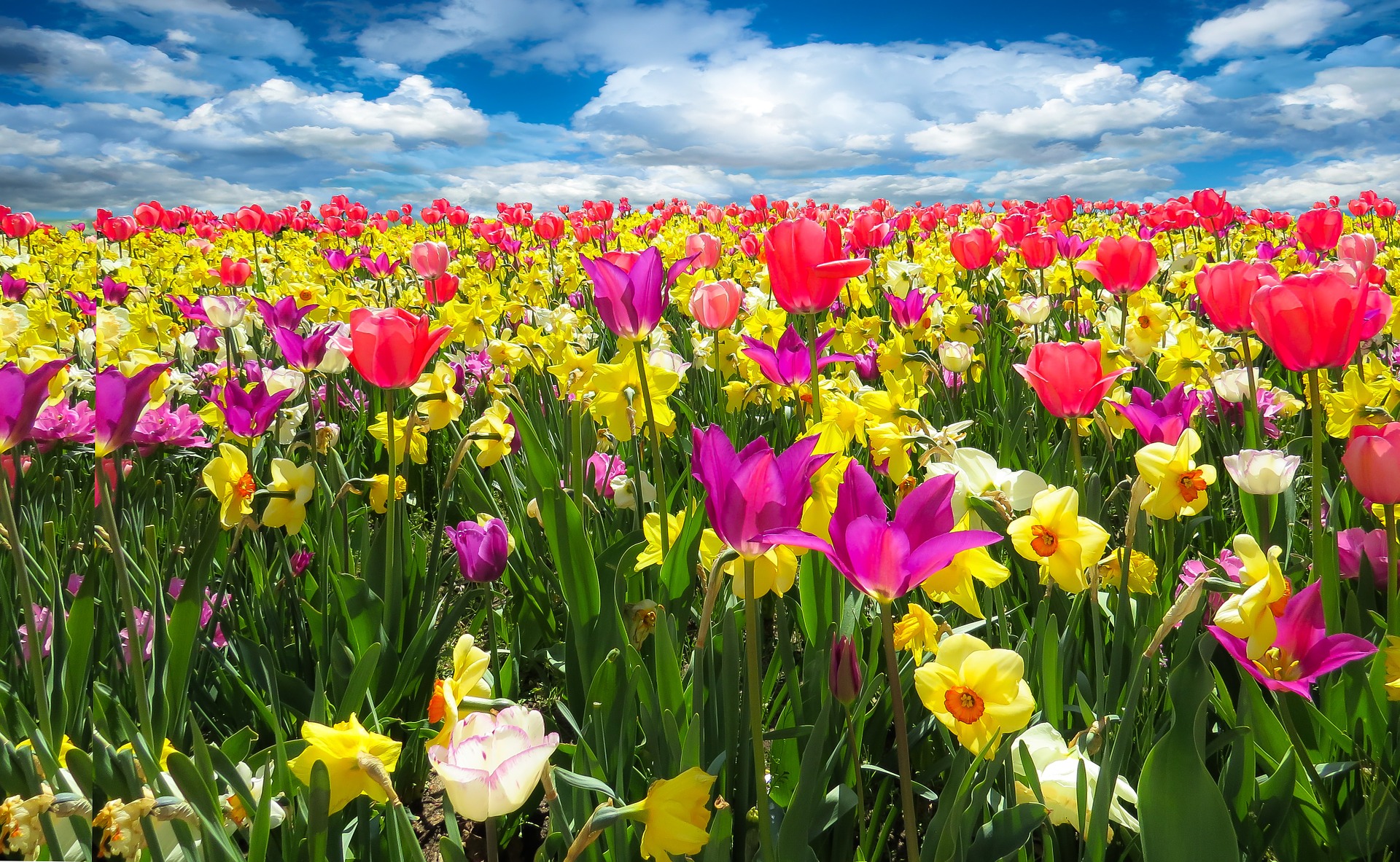 春满人间 世界上最美丽的6条鲜花小道 美得