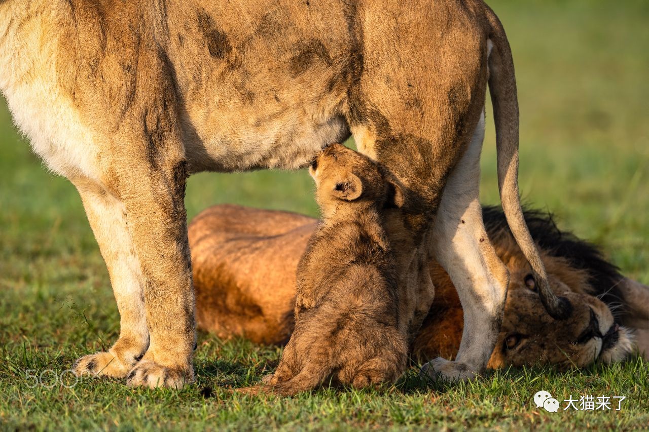 小狮子可随意吸取狮群中每只母狮的乳汁?事实上母狮也很无奈
