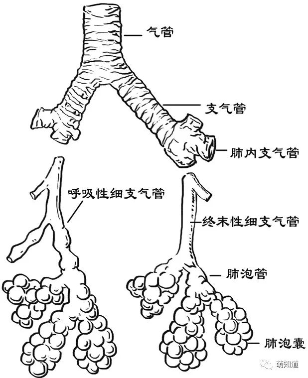 气管分层结构图图片