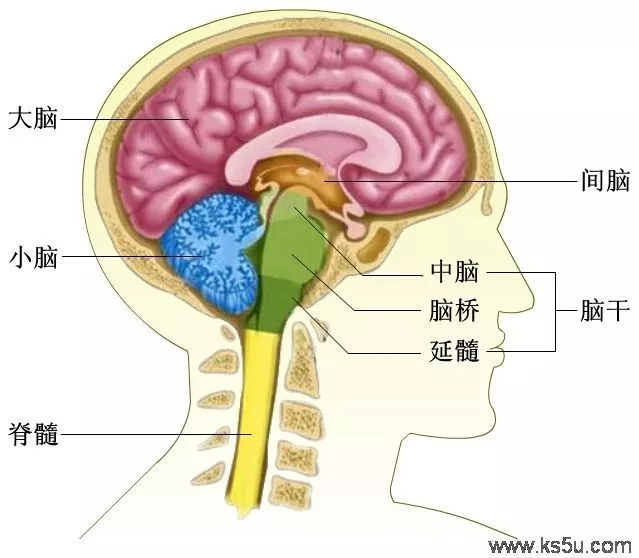 脑部组织结构图图片