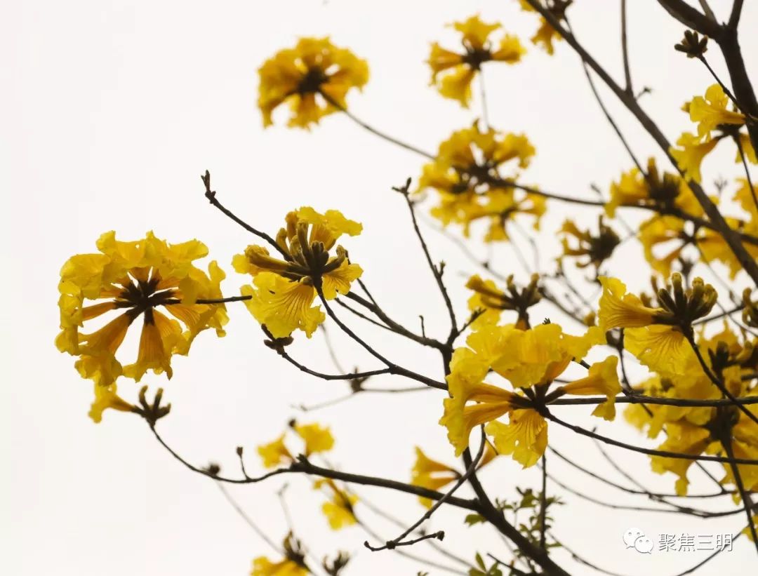 黄木铃花的花语图片