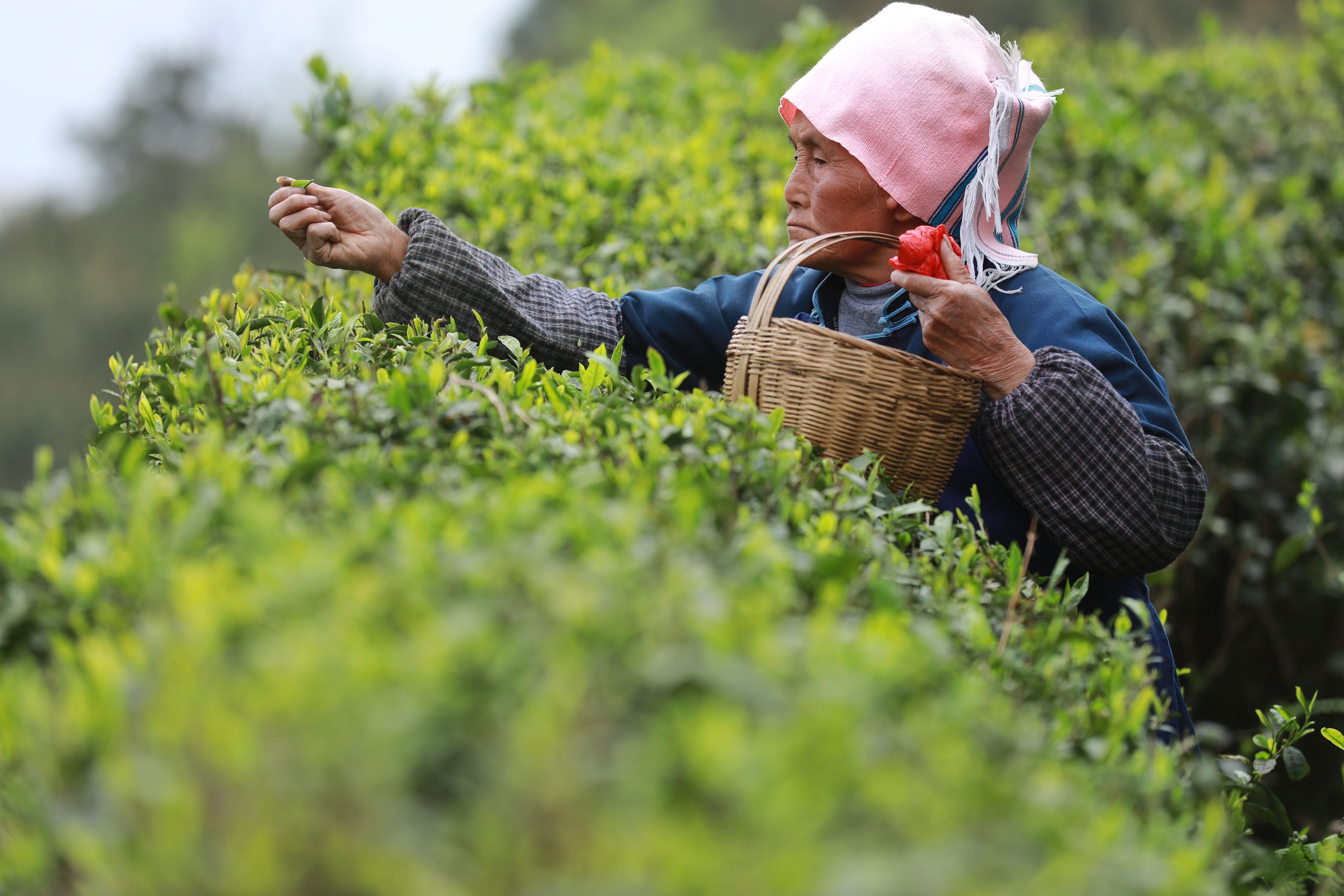3月30日,茶农在惠水县牟氏茶庄园内采摘新茶