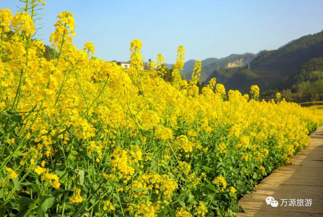 油菜花開春意濃踏青出遊正當時