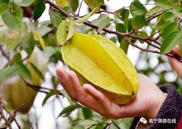 楊桃樹都被壓彎了腰走進鄉村大世界的種植園是南寧大型全生態休閒度假