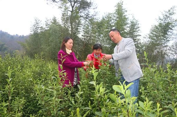 近年来,桃岭乡注重农业产业发展,多方培育茶叶大户,乡内以全国劳模