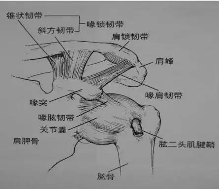 肩关节粘连图解图片