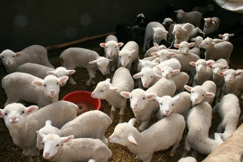 羊肉,育肥羊价格开始止跌回稳,买羔子还得等等