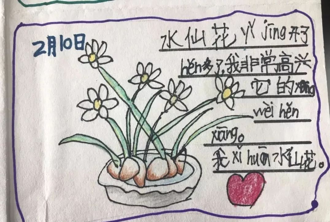 《我和我的水仙花》作者:潘晨熠我和植物一起健康成长,我的节节高.