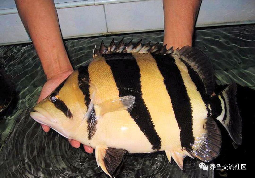 泰加拉鲻鰕虎鱼图片