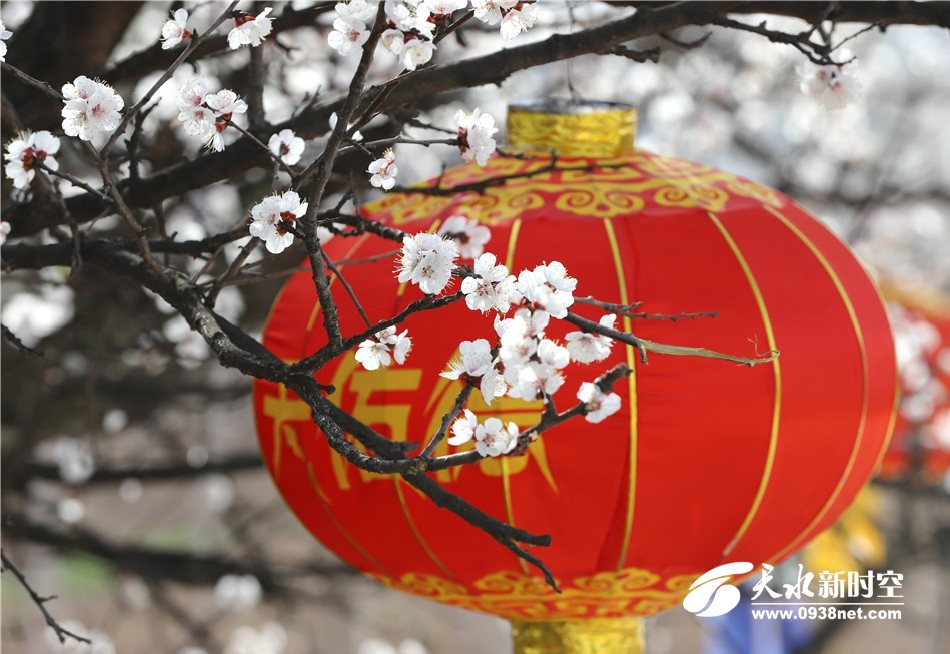 天水新阳镇杏花图片