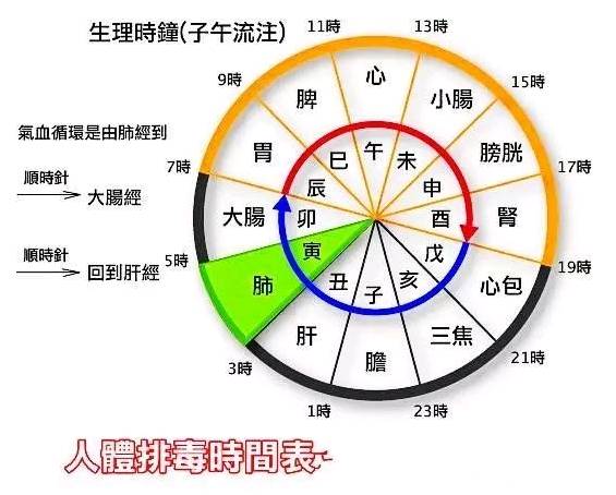 24小时时间表经络图片