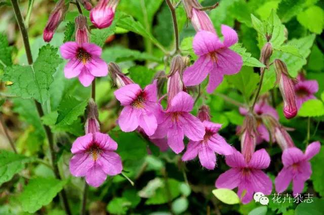 天目地黃◆華北草原野花華北地區多以溫帶植物為主,草原野花是該地區