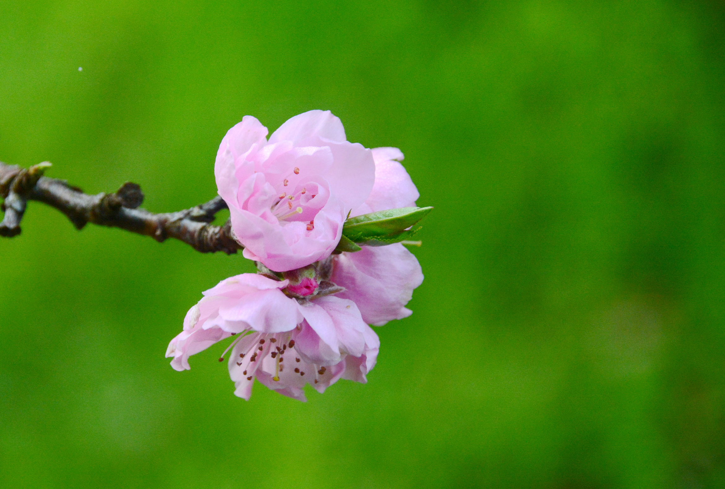安徽:桃花绽放为黄山春天增色