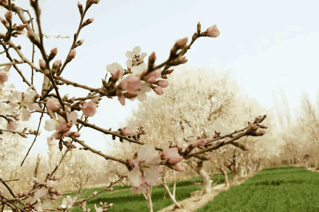 今年喀什地区杏树开花始期出现在3月23～25日,较历年偏早3天左右,较