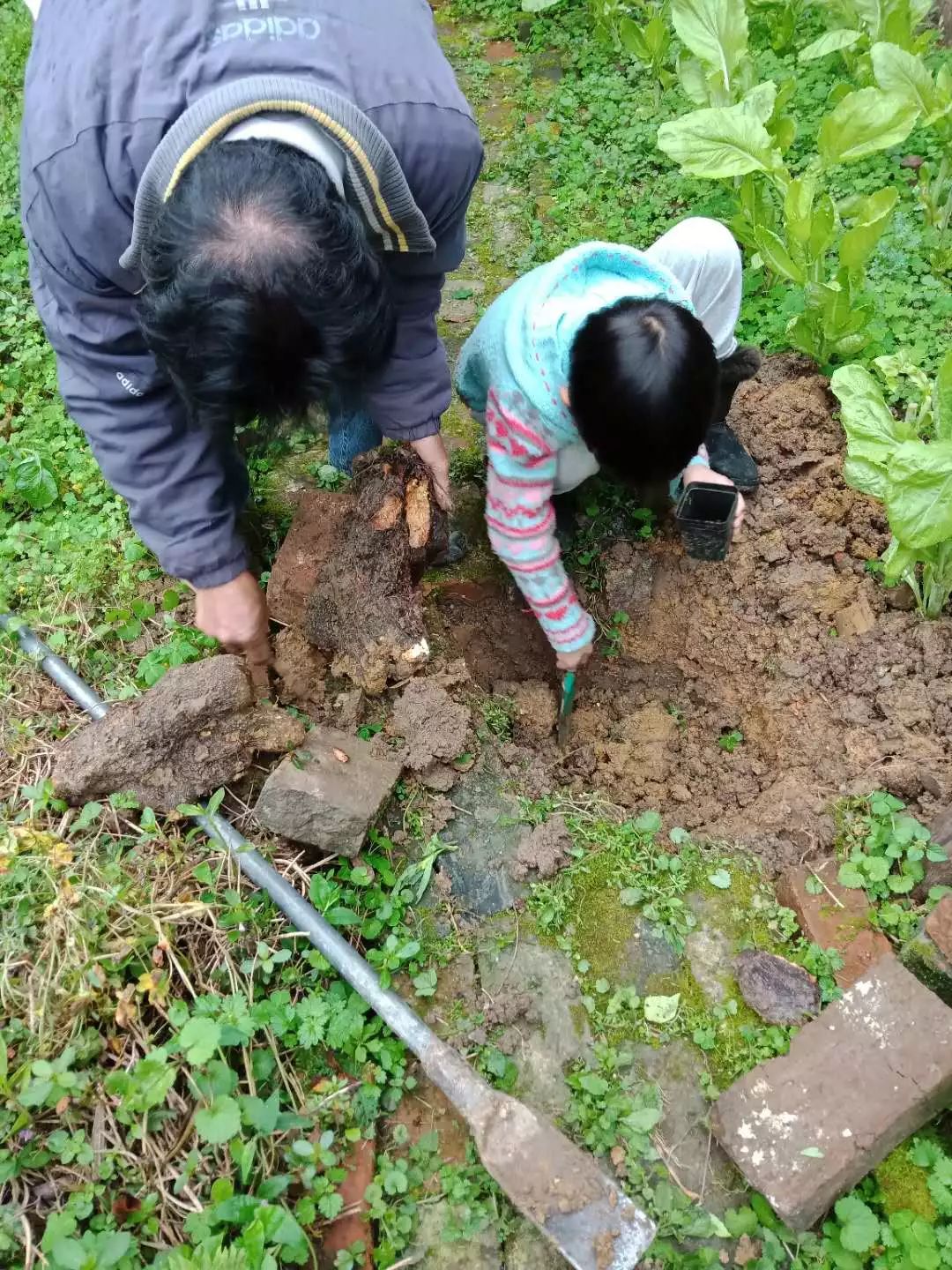 勞動結束的時候,大家輪流跑去看柿子樹,今年結了許多花苞,去年結了三