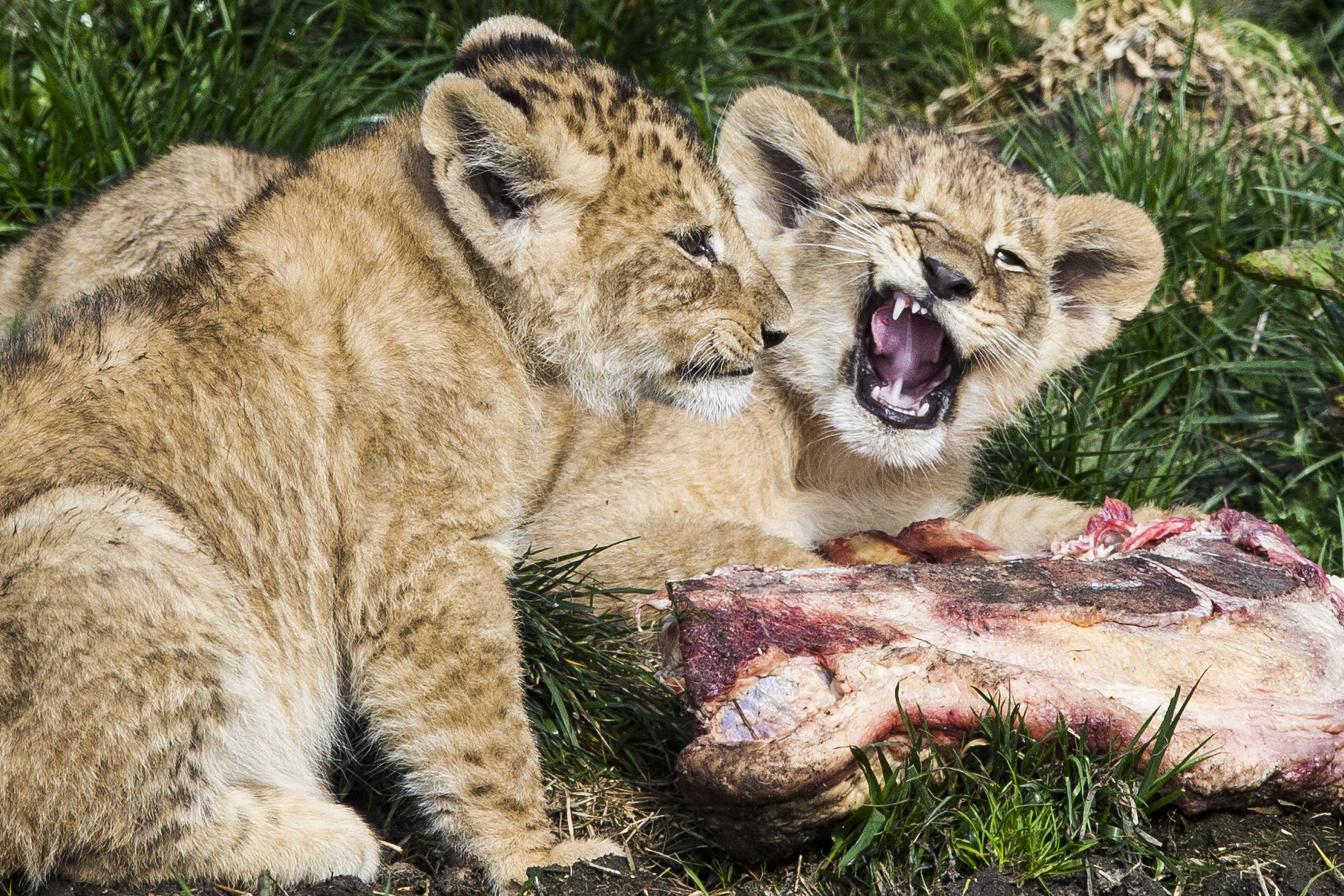 3月30日,在荷兰埃门野生动物园,两只小狮子在户外活动