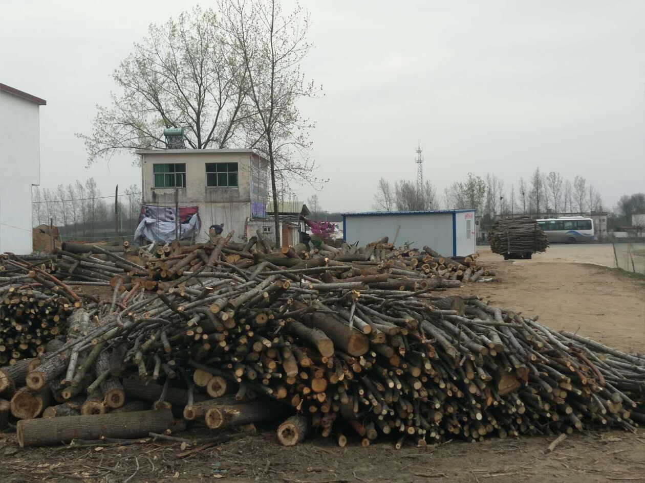 信阳罗山楠杆镇一木材收购站长期无证贩卖树木